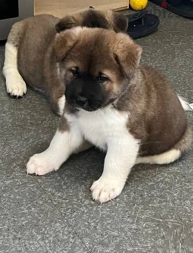Akita Puppies//Whatsapp Me +966 (583)921348 1