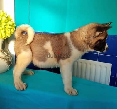 Akita Puppies//Whatsapp Me +966 (583)921348