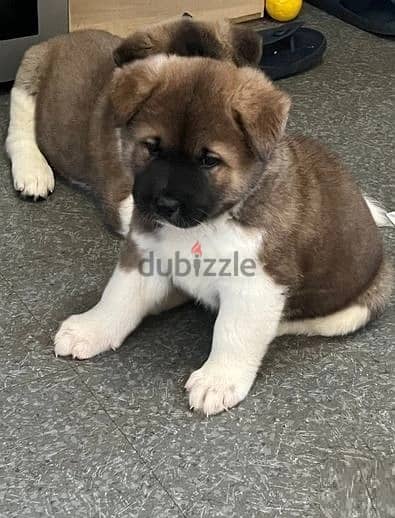 Akita Puppies//Whatsapp Me +966 (583)921348 1