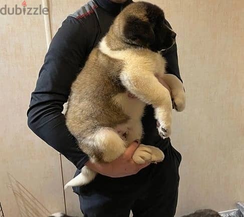 Whatsapp Me +966 (583)921348//Akita Puppies 1