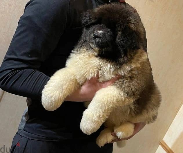 Akita Puppies//Whatsapp Me +966 (583)921348 1
