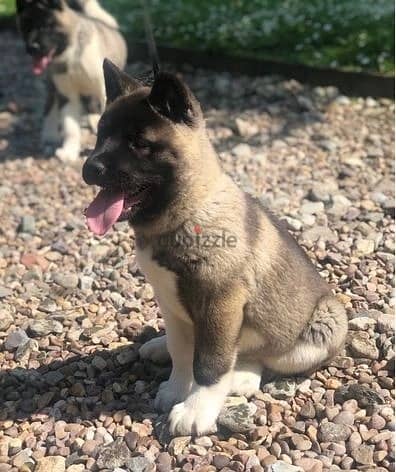 Whatsapp Me +966 (583)921348//Akita Puppies