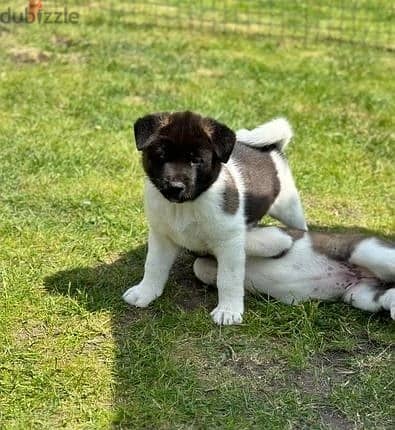 Whatsapp Me +966 (583)921348//Akita Puppies 1