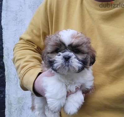 Whatsapp Me (+966) 588993320//Shih Tzu Puppies