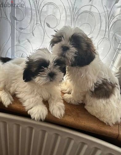 Whatsapp Me (+966) 588993320//Shih Tzu Puppies 1