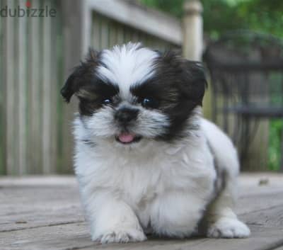 Shih Tzu Puppies//Whatsapp Me (+966) 588993320