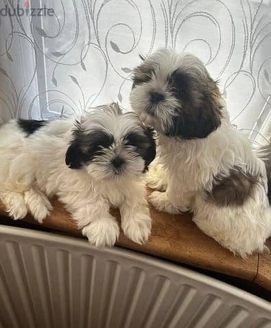 Whatsapp Me (+966) 588993320//Shih Tzu Puppies