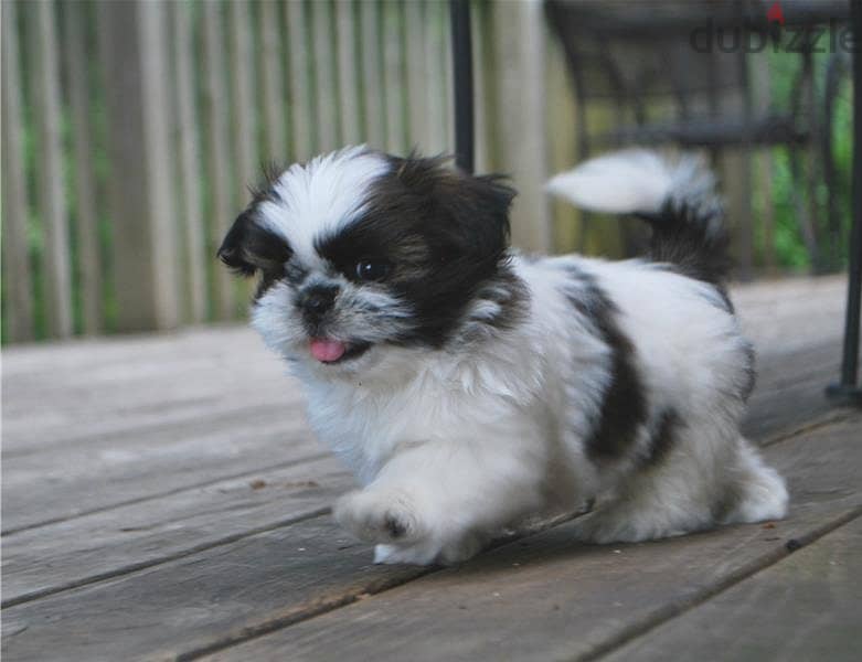 Whatsapp Me (+966) 588993320//Shih Tzu Puppies 1