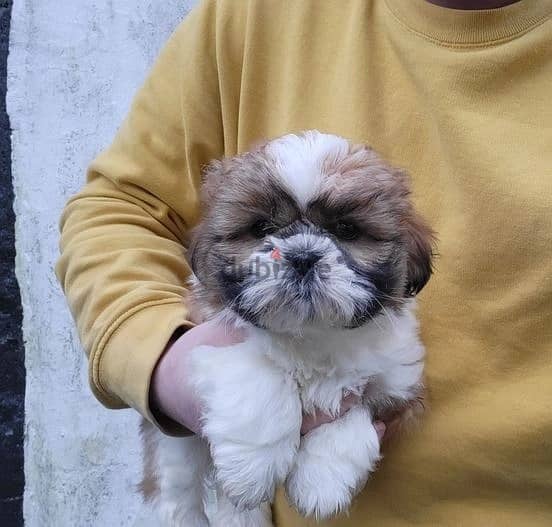 Whatsapp Me (+966) 588993320//Shih Tzu Puppies 1
