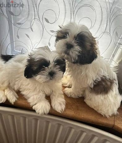 Shih Tzu Puppies//Whatsapp Me (+966) 588993320