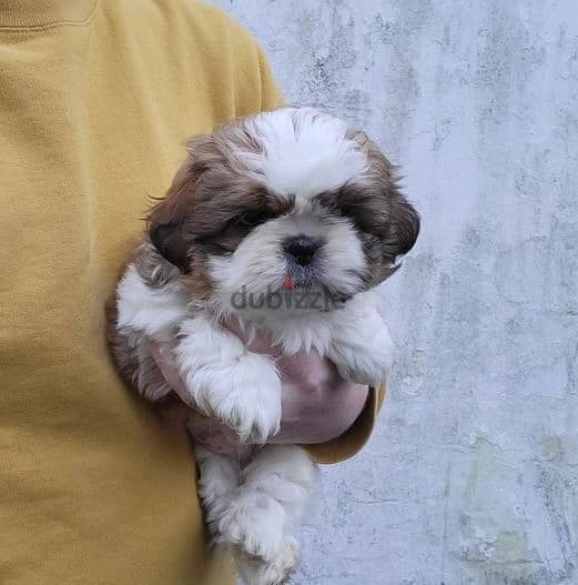 Shih Tzu Puppies//Whatsapp Me (+966) 588993320 1