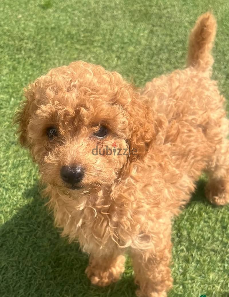 Whatsapp Me +966 (583)921348//Toy Poodle Puppies 1