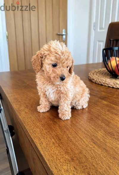 Toy Poodle Puppies//Whatsapp Me +966 (583)921348