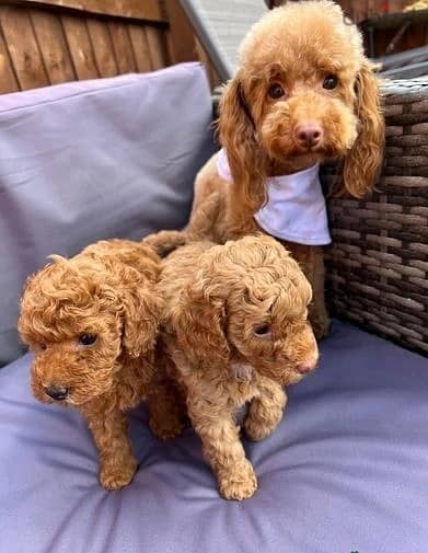 Toy Poodle Puppies//Whatsapp Me +966 (583)921348 1