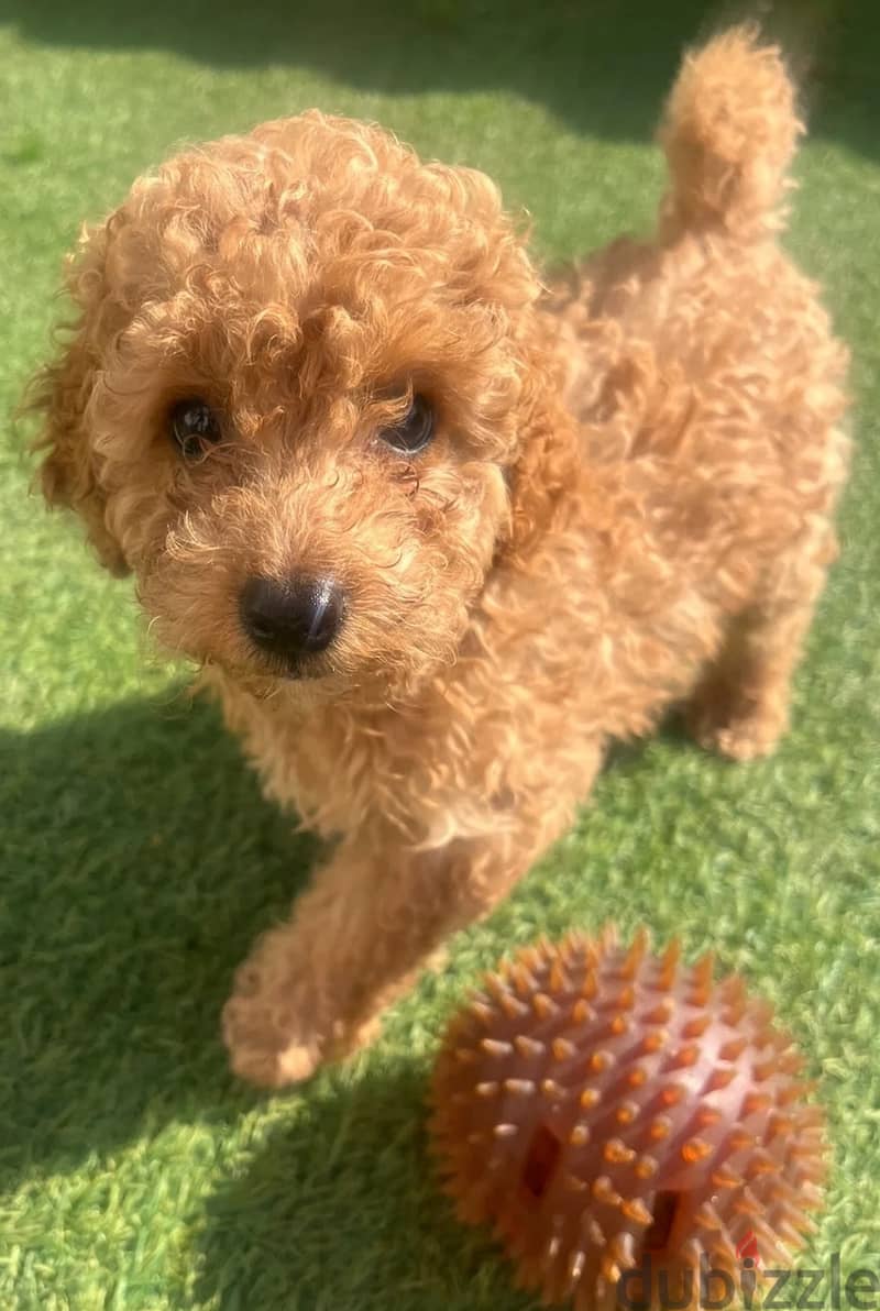 Toy Poodle Puppies//Whatsapp Me +966 (583)921348 1