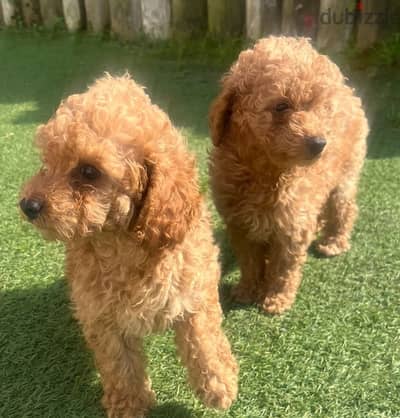 Whatsapp Me +966 (583)921348//Toy Poodle Puppies