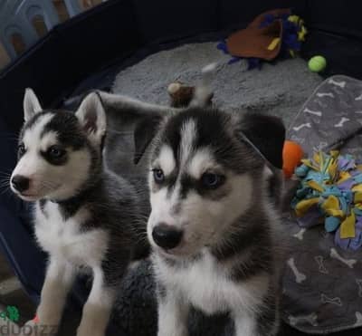 Whatsapp Me (+966) 588993320//Siberian Huskies