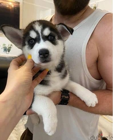 Whatsapp Me (+966) 588993320//Siberian Huskies 1