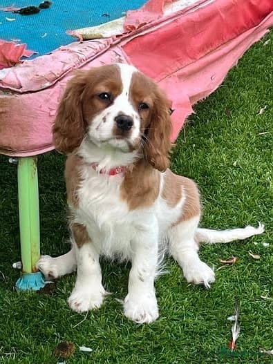 Whatsapp Me +966 (583)921348//Cavalier King Puppies 1