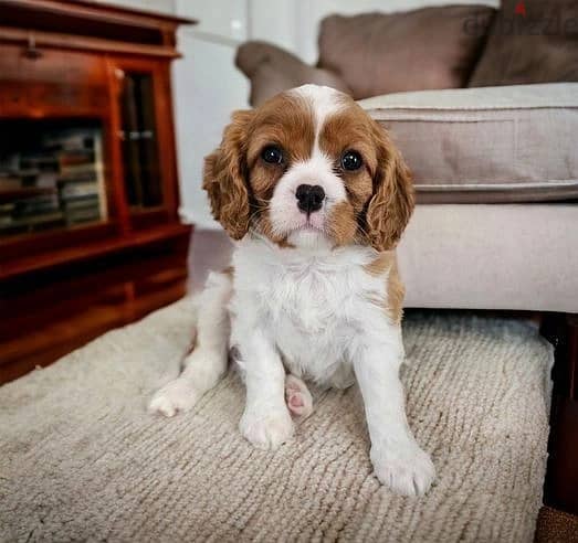 Whatsapp Me +966 (583)921348//Cavalier King Charles Puppies 1