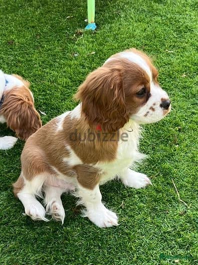 Cavalier King Puppies//Whatsapp Me +966 (583)921348 1