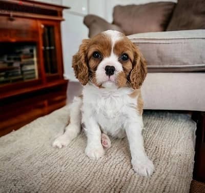 Whatsapp Me +966 (583)921348//Cavalier King Puppies