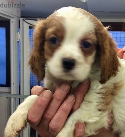 Whatsapp Me +966 (583)921348//Cavalier King Puppies 1