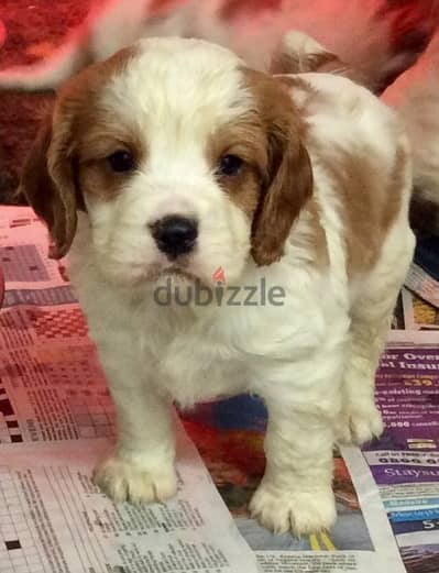 Whatsapp Me +966 (583)921348//Cavalier King Spaniel Puppies