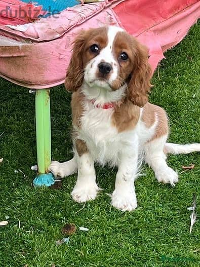 Cavalier King Puppies//Whatsapp Me +966 (583)921348 1