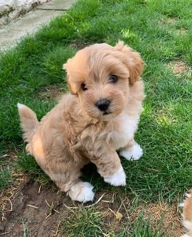 Whatsapp Me +966 (583)921348//Maltipoo Puppies