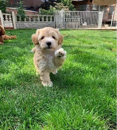 Maltipoo Puppies//Whatsapp Me +966 (583)921348 1