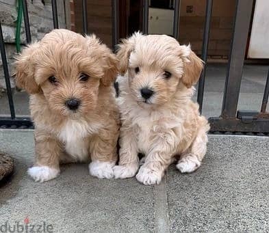 Maltipoo Puppies//Whatsapp Me +966 (583)921348