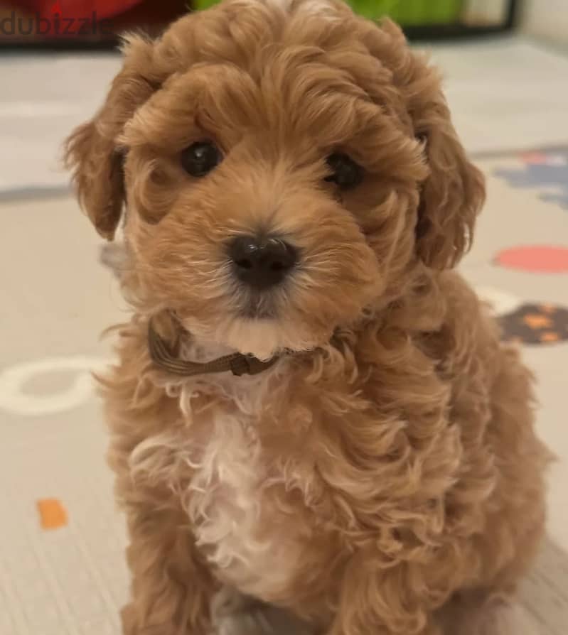 Maltipoo Puppies//Whatsapp Me +966 (583)921348 1