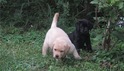 Whatsapp Me +966 (583)921348//Labrador Puppies