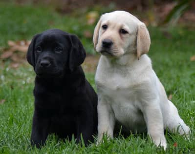 Labrador Puppies//Whatsapp Me +966 (583)921348