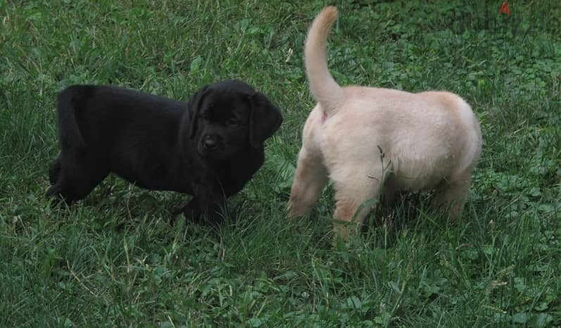 Labrador Puppies//Whatsapp Me +966 (583)921348 1