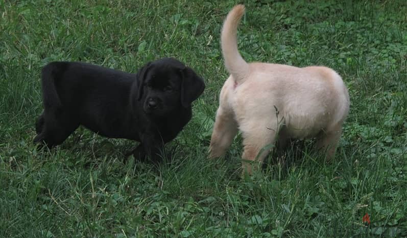 Labrador Puppies//Whatsapp Me +966 (583)921348 1