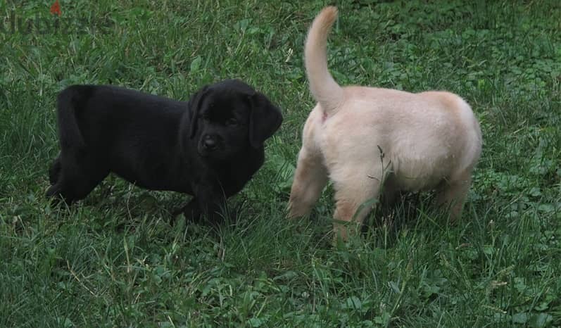 Labrador Puppies//Whatsapp Me +966 (583)921348 1