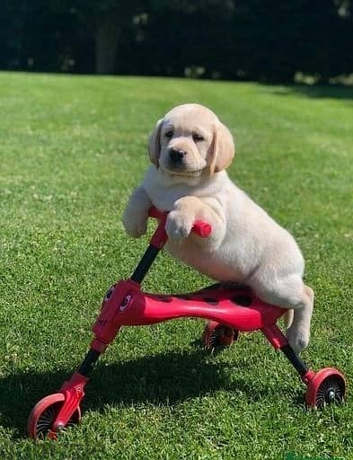Labrador Puppies//Whatsapp Me +966 (583)921348
