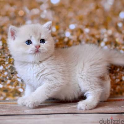 British shorthair Kitten