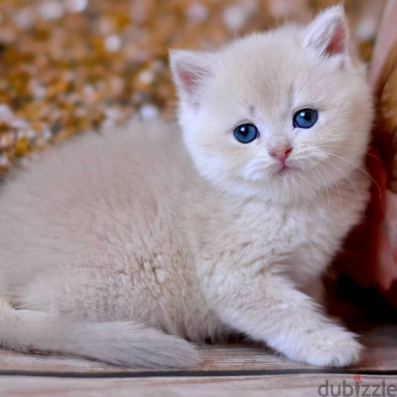 British shorthair Kitten 1