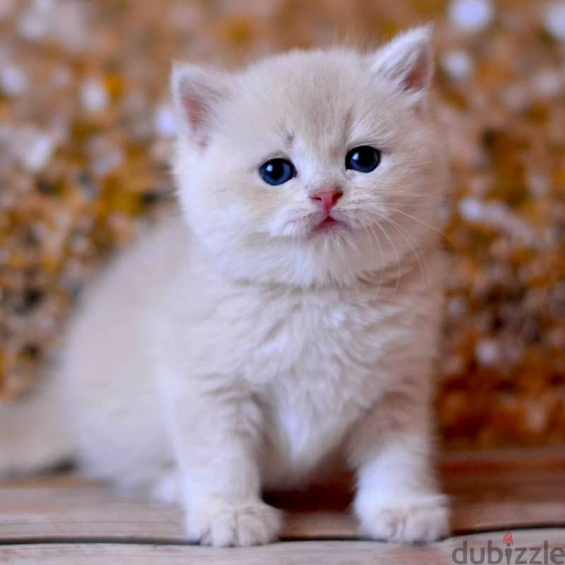 British shorthair Kitten 2