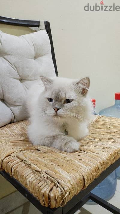 Two male Cream himalayan kittens And onemale grey Himalayan cat.