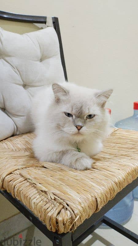 Two male Cream himalayan kittens And onemale grey Himalayan cat. 1