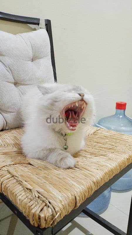 Two male Cream himalayan kittens And onemale grey Himalayan cat. 2