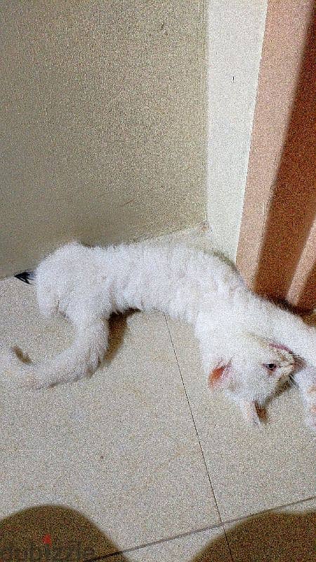 Two male Cream himalayan kittens And onemale grey Himalayan cat. 3