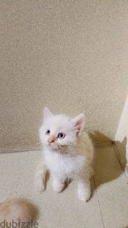 Two male Cream himalayan kittens And onemale grey Himalayan cat. 4