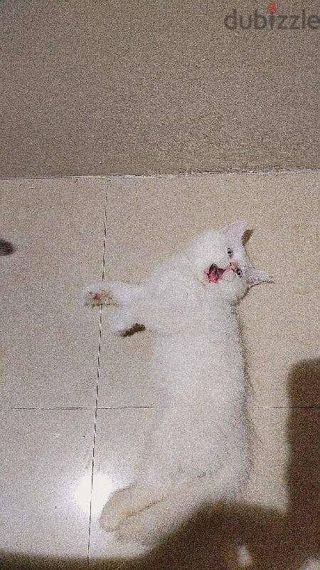 Two male Cream himalayan kittens And onemale grey Himalayan cat. 5