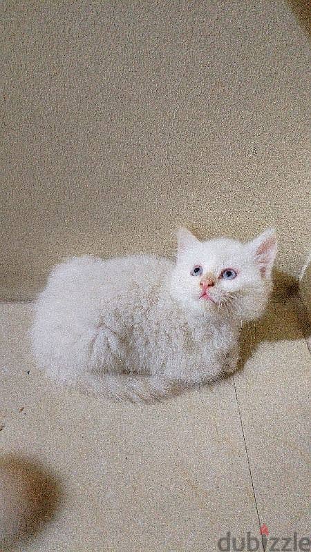 Two male Cream himalayan kittens And onemale grey Himalayan cat. 6