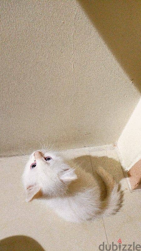 Two male Cream himalayan kittens And onemale grey Himalayan cat. 7